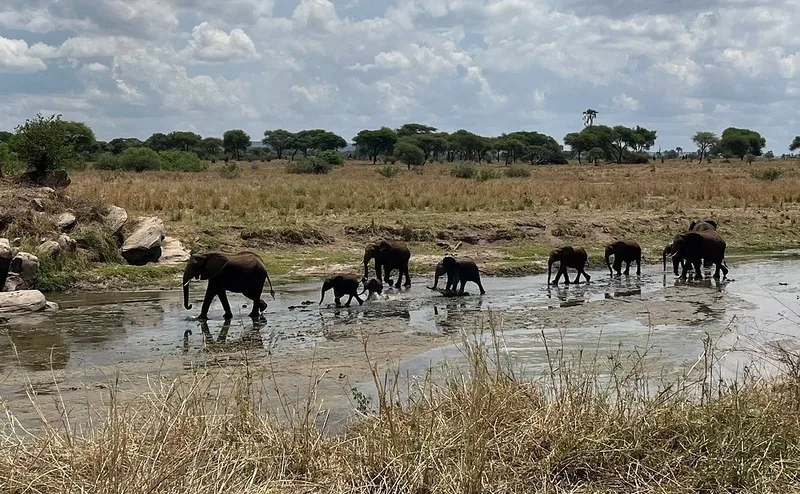 2 Days Special Offer from Zanzibar - Tarangire and Crater - Tanzania safari